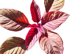 Image Image Amaranth plant