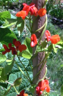 Bean Scarlet Runner