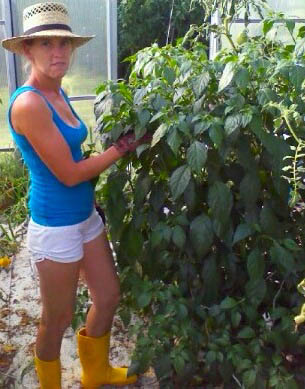 Bhut Jolokia plant