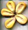 Corn Cuzco