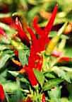 Image Japones pepper