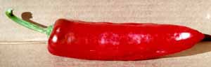 marconi pepper
