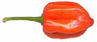 Scotch Bonnet Caribbean Red