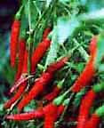 Image Red Chili pepper