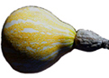 Squash Ayote