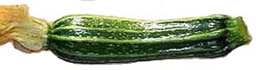 Squash Romanesca