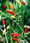 Image Tabasco pepper