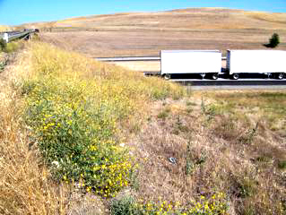 yellow star thistle