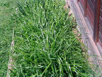 sweetgrass plant