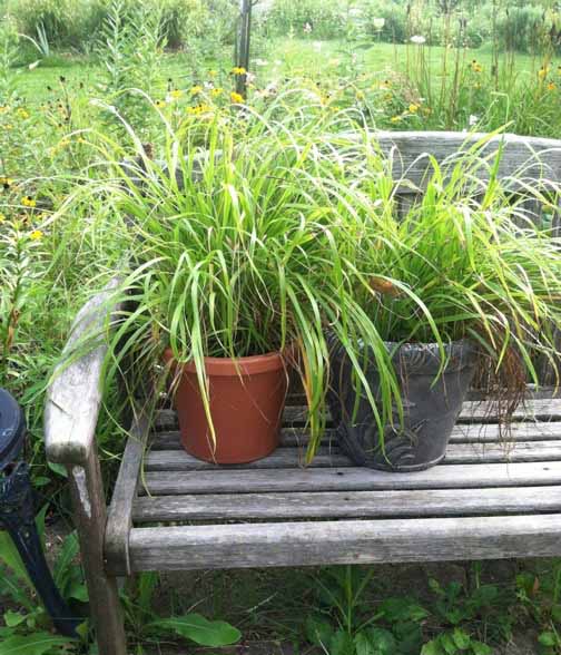 Sweetgrass plants, customer examples from around the United States, A-M