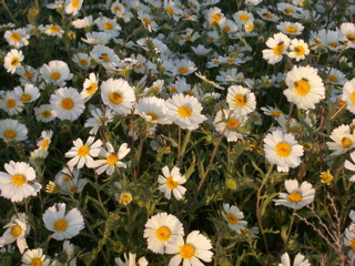 wildflowers