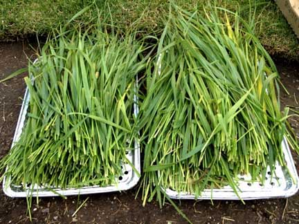 Sweetgrass plants