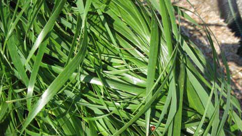 Sweetgrass plant