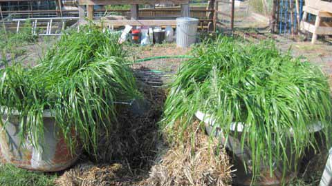 Sweetgrass plant