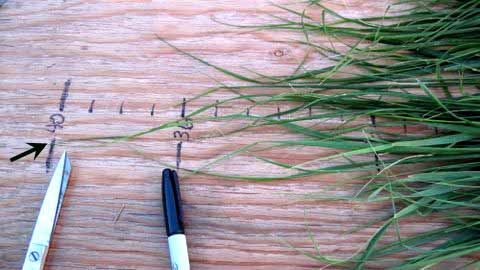 Sweetgrass plant