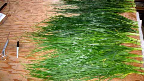 Sweetgrass plants, customer examples from around the United States, A-M