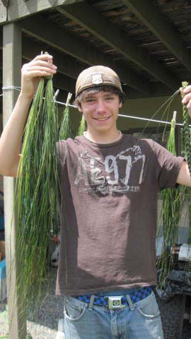 Sweetgrass plant