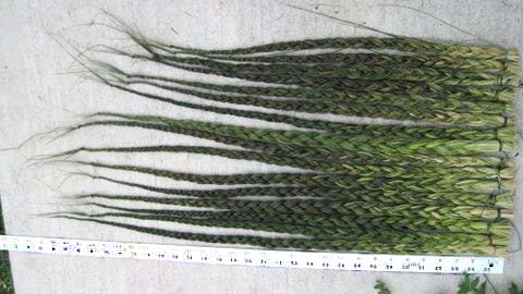 Sweetgrass plant