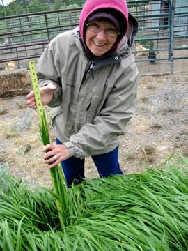 sweetgrass plant