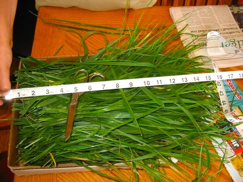 Sweetgrass plants, customer examples from around the United States, A-M