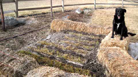 Sweetgrass plant