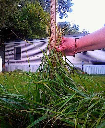 Sweetgrass plant