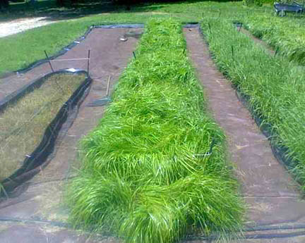 sweetgrass plants