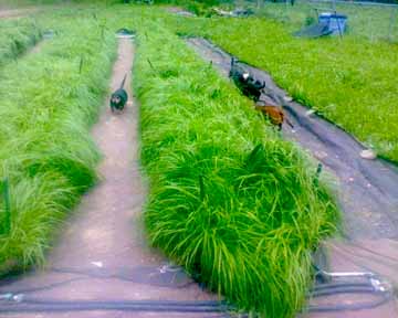 sweetgrass plants