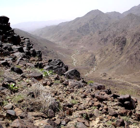 Oman vegetation