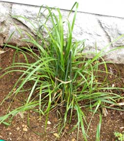 Sweetgrass plants, customer examples from around the United States, A-M