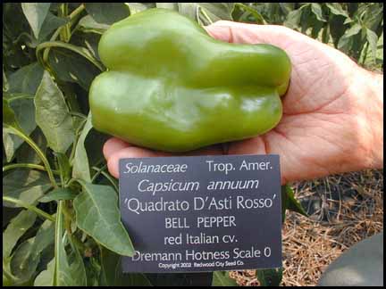 sweet peppers