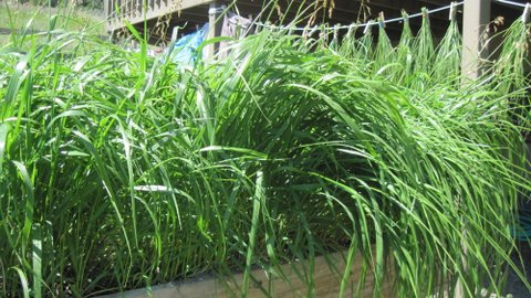 SWEETGRASS (Hierochloe odorata) growing information