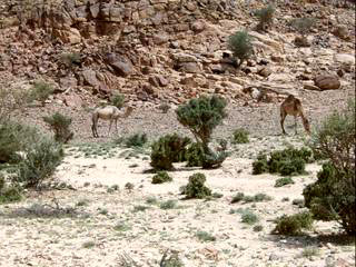 Saudi vegetation