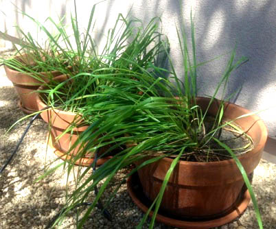 Sweetgrass - Hierochloe odorata