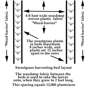 Growing Your Own Sweetgrass Complete Guide 101