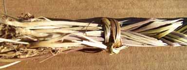 SWEETGRASS (Hierochloe odorata) growing information