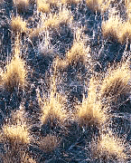 Great Basin restoration