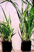 Propagating Sweet Grass - The Herb Exchange