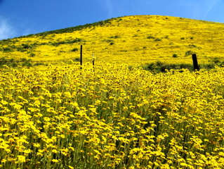 wildflowers