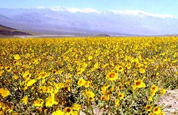 Death valley wildflowers