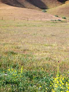 wildflowers