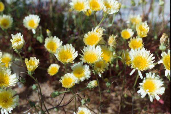 Desert dandelion