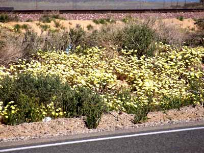 Desert dandelion