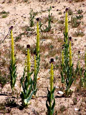 Desert candles