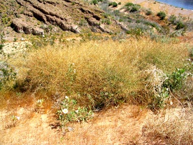 Lake Mead dunes