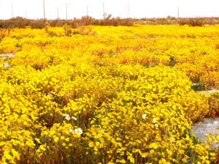 wildflowers