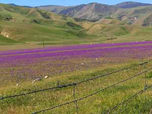 Grapevine wildflowers