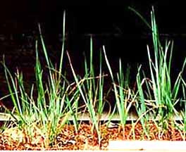 grass plants