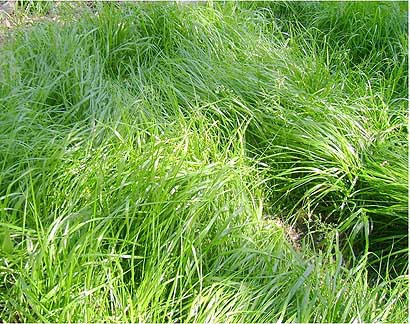 Sweet Grass identification & fun facts 