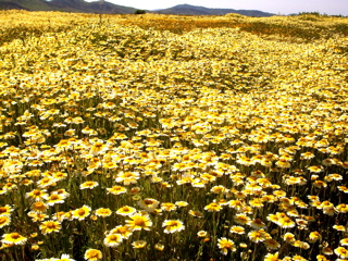 wildflowers